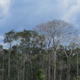 A forest in the central Amazon in 2016